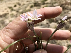 Allium macropetalum