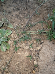 Dolichos hastiformis