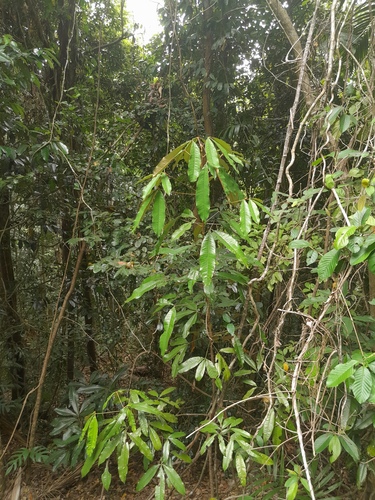 Argyrodendron peralatum, photograph 3