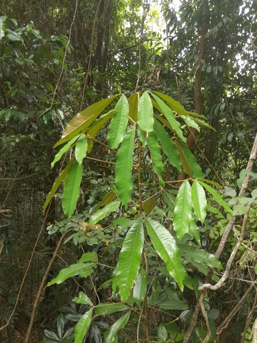 Argyrodendron peralatum, photograph 4