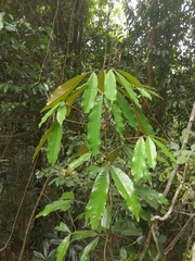 Argyrodendron peralatum, photograph (c) Steve Fitzgerald, some rights reserved (CC BY-SA)