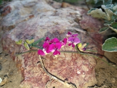 Dolichos hastiformis