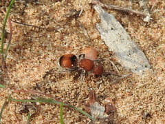 Pseudomethoca simillima