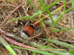 Pseudomethoca simillima