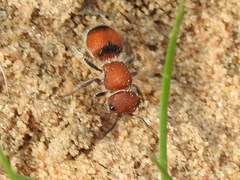 Pseudomethoca simillima