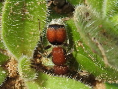 Pseudomethoca simillima