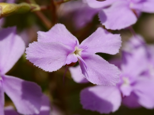 Stylidium nymphaeum Wege