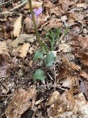 Cardamine douglassii