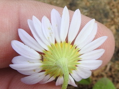 Astranthium ciliatum