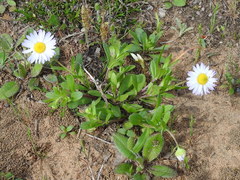 Astranthium ciliatum