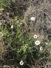 Dryopetalon runcinatum
