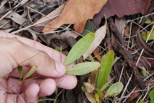 Image of Podolobium scandens by (c) Lucas Christofides, some rights reserved (CC BY)