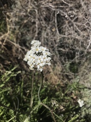 Dryopetalon runcinatum