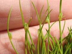 Isolepis carinata