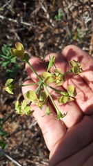 Pelargonium gibbosum
