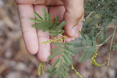Wattle (Acacia loroloba)
