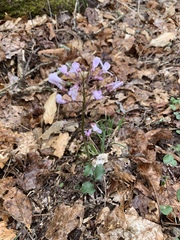 Cardamine douglassii