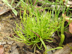 Isolepis carinata