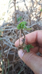 Pelargonium gibbosum