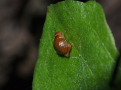 Celyphus difficilis