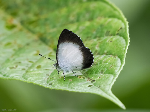 Philiris refusa