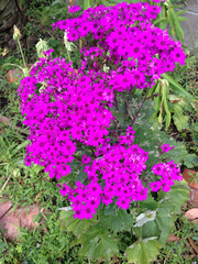 Pericallis × hybrida