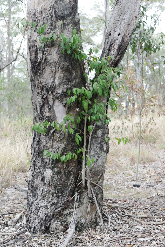 Weeping fig from Brisbane QLD, Australia on November 8, 2023 at 10:23 ...