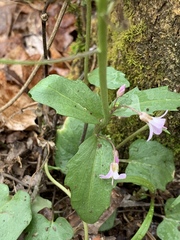 Cardamine douglassii