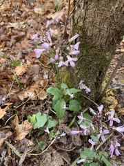 Cardamine douglassii