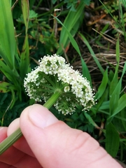 Ligusticum apiifolium