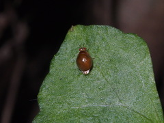 Celyphus difficilis