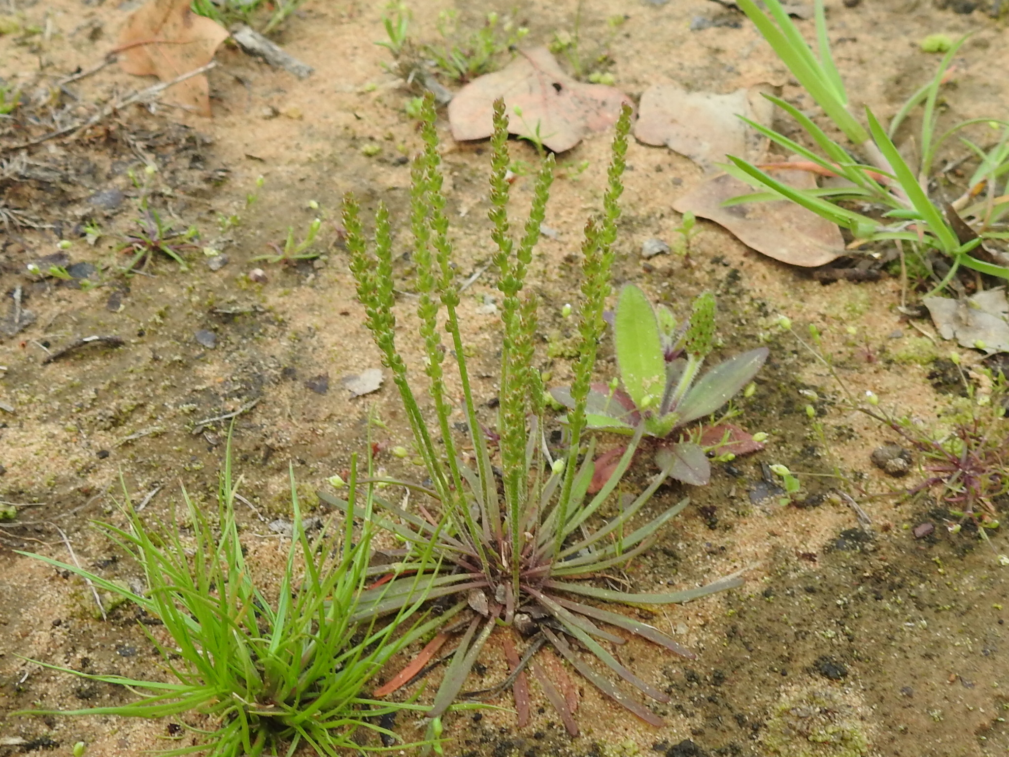 Plantago heterophylla