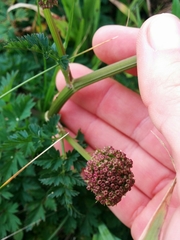 Ligusticum apiifolium