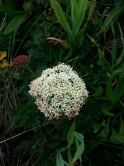 Ligusticum apiifolium