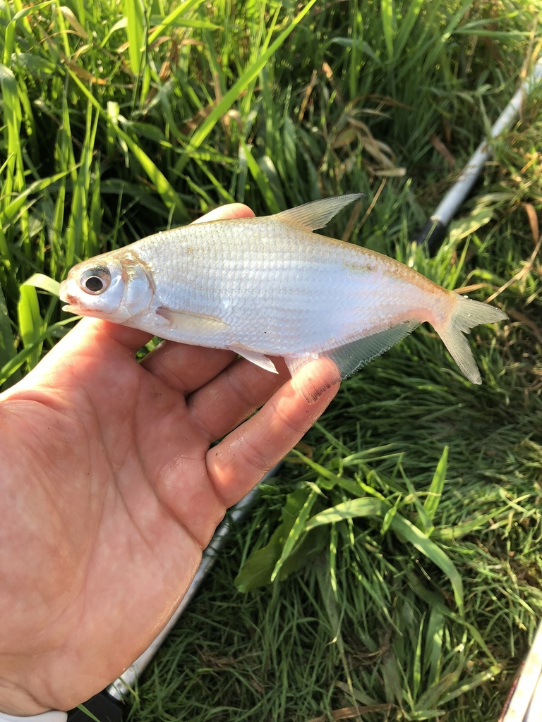 Danube bream (Ballerus sapa) — Cyprinidae