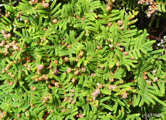 Gleichenia alpina
