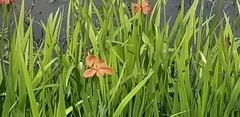 Iris fulva