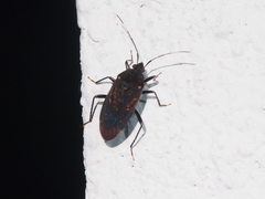 Neolethaeus assamensis