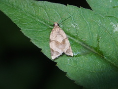 Neocalyptis affinisana