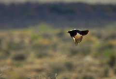 Onychognathus nabouroup