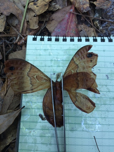 Sweetbay Silkmoth photo 3