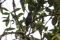 Thamnophilus unicolor