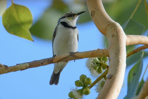 Banded Honeyeater (Cissomela pectoralis), photo 5