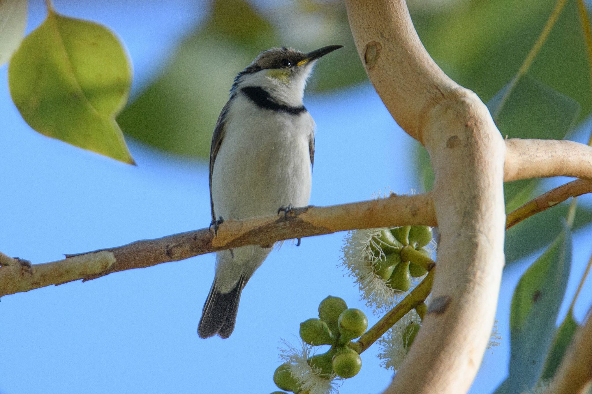 Banded Honeyeater (Cissomela pectoralis), photo 7