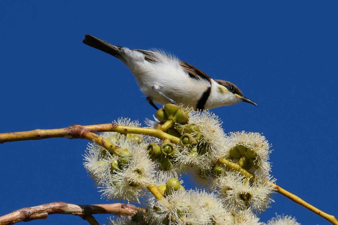 Banded Honeyeater (Cissomela pectoralis), photo 8