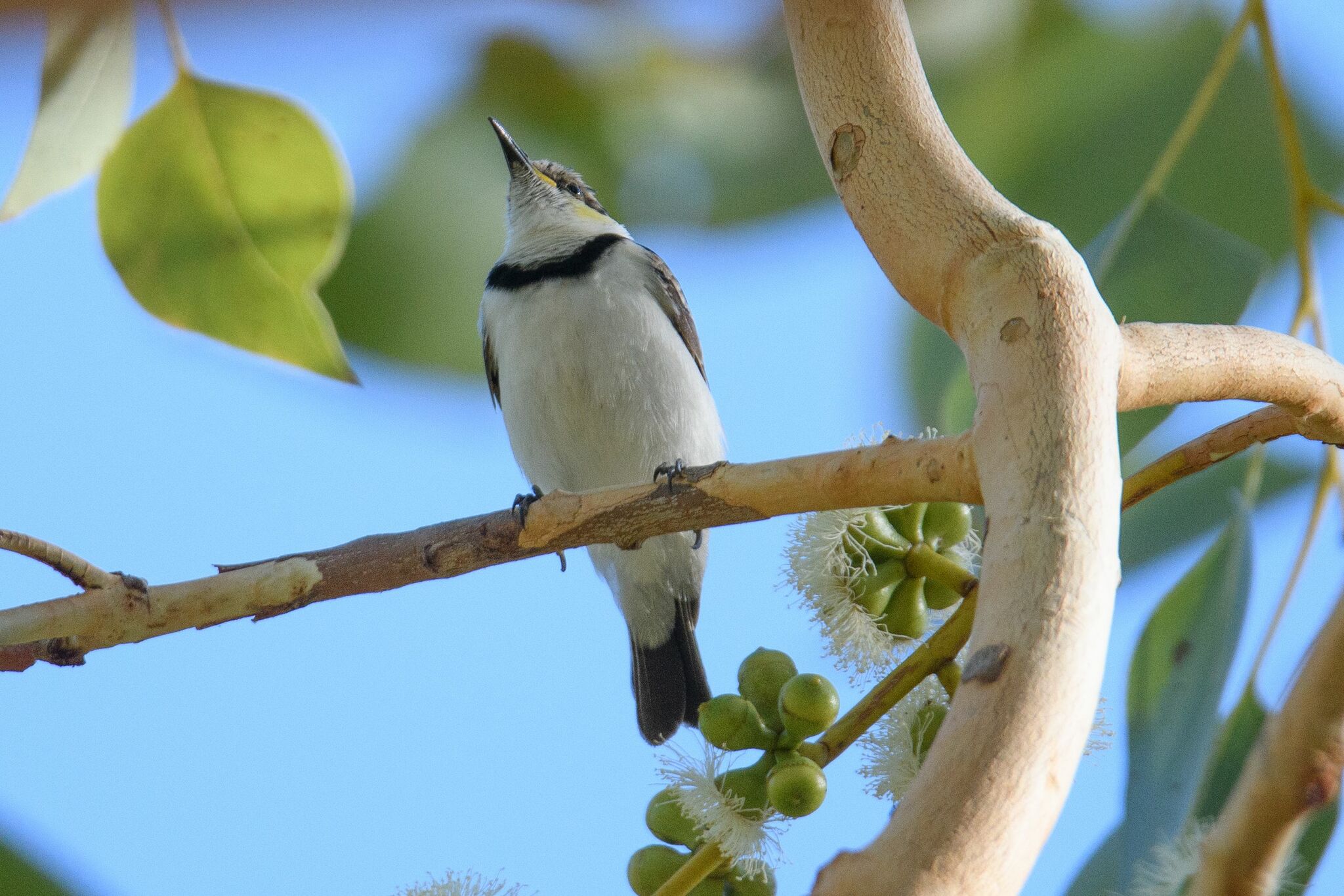 Banded Honeyeater (Cissomela pectoralis), photo 9