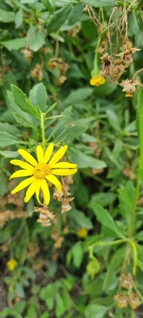 Bitou Flower Bietou from Garden Route District Municipality, South Africa on ...