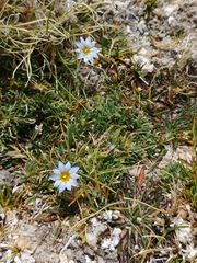 Gentiana prostrata