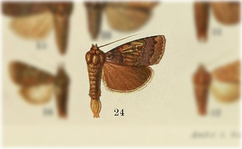 Eriopyga mesostrigata