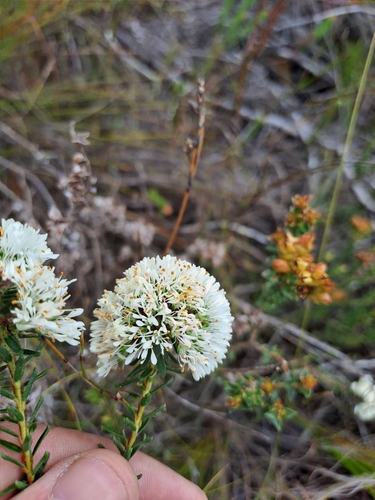 Image of Agathosma bifida by (c) Eugene Hahndiek, some rights reserved (CC BY-SA)